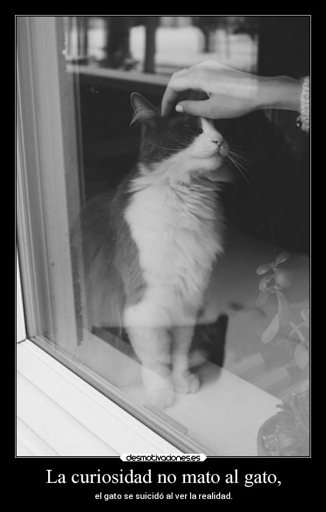 carteles historia silencio desmotivaciones gato curiosidad minino misifu gatitu delolvido desmotivaciones
