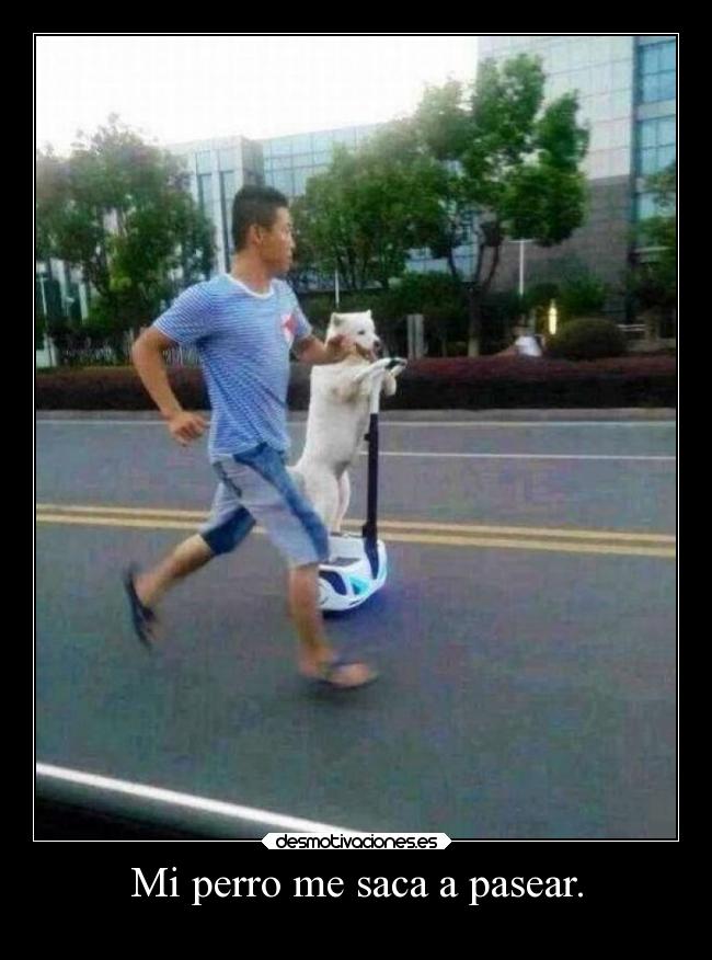 Mi perro me saca a pasear. -