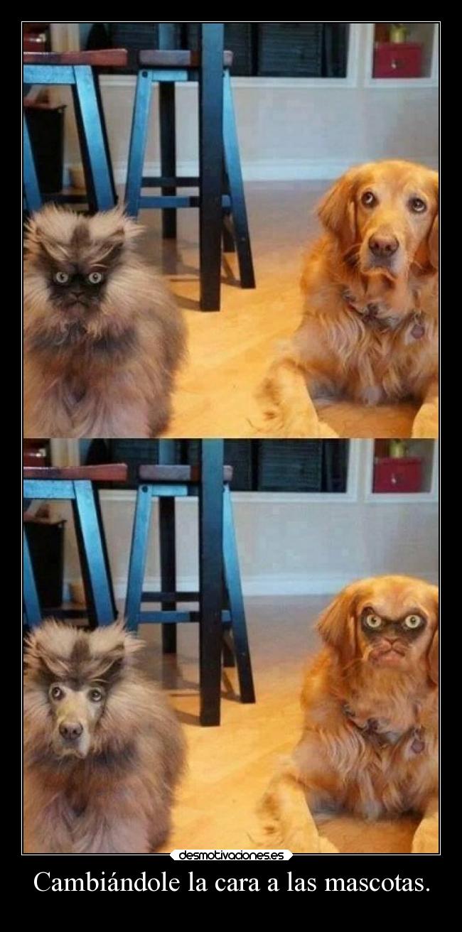 Cambiándole la cara a las mascotas. -