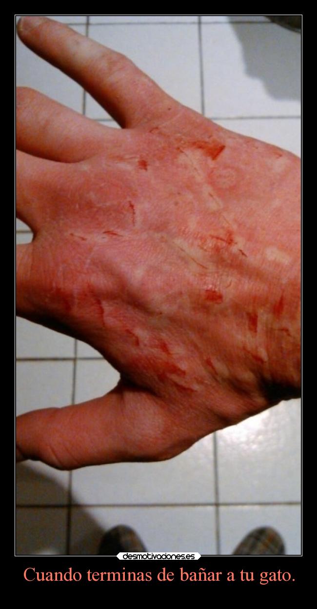 Cuando terminas de bañar a tu gato. -