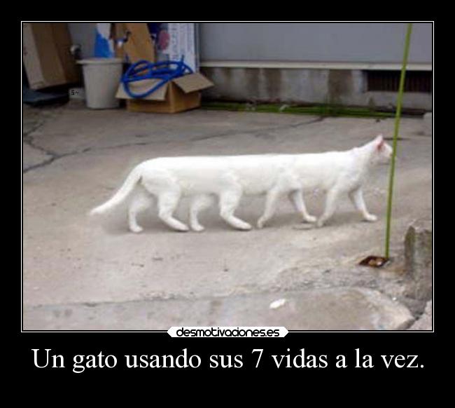 carteles humor gatos graciosas vidas patas ojalaqueshueva rilacs desmotivaciones