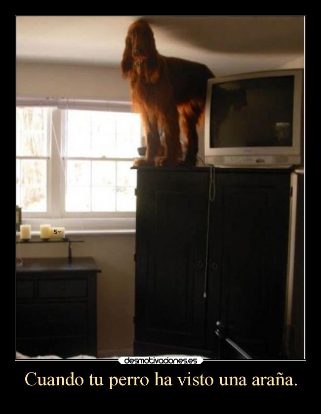 Cuando tu perro ha visto una araña. -