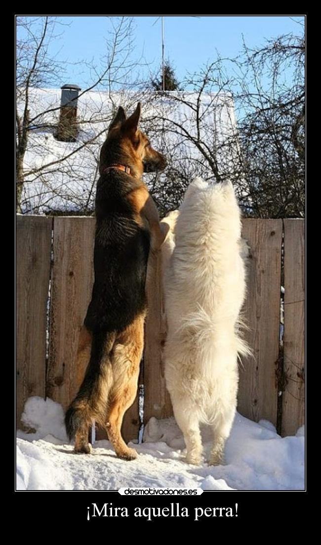 ¡Mira aquella perra! -