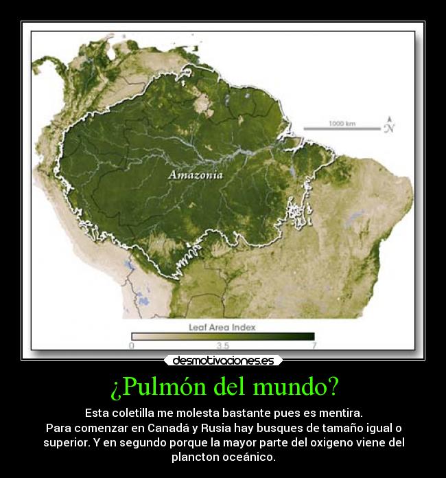 ¿Pulmón del mundo? - Esta coletilla me molesta bastante pues es mentira.
Para comenzar en Canadá y Rusia hay busques de tamaño igual o
superior. Y en segundo porque la mayor parte del oxigeno viene del
plancton oceánico.