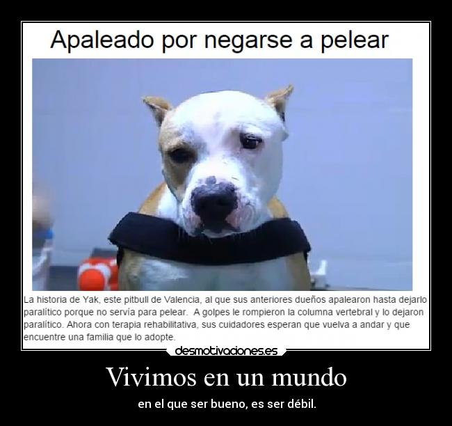 carteles mundo animales mundo vida dolor raptorhunters bondad perro bien mal gente crueldad cruel pitbull desmotivaciones