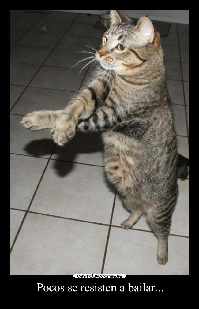 Pocos se resisten a bailar... -