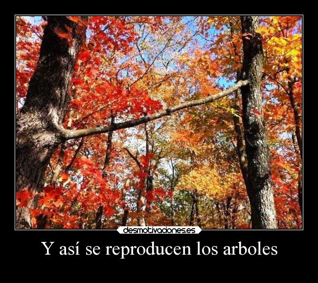 Y así se reproducen los arboles - 