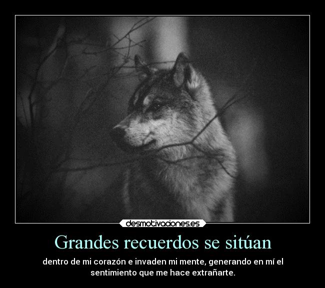 carteles recuerdos amor sentimientos wolf alone desmotivaciones