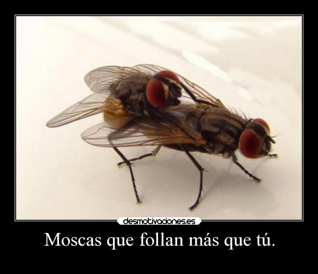 Moscas que follan más que tú. - 