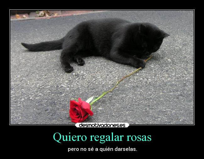 Quiero regalar rosas - 