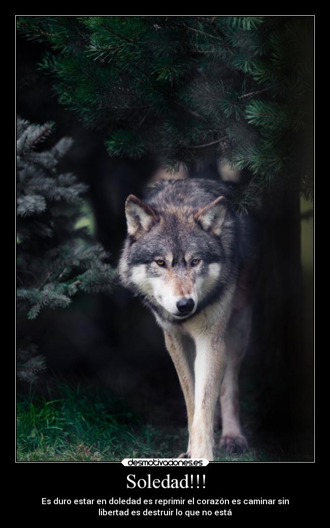 Soledad!!! - Es duro estar en doledad es reprimir el corazón es caminar sin
libertad es destruir lo que no está