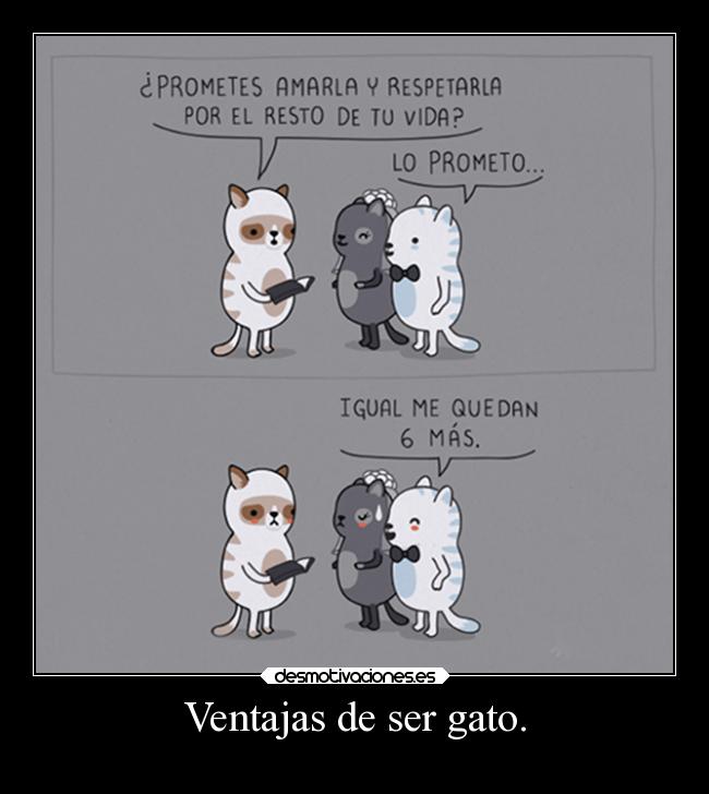 Ventajas de ser gato. - 