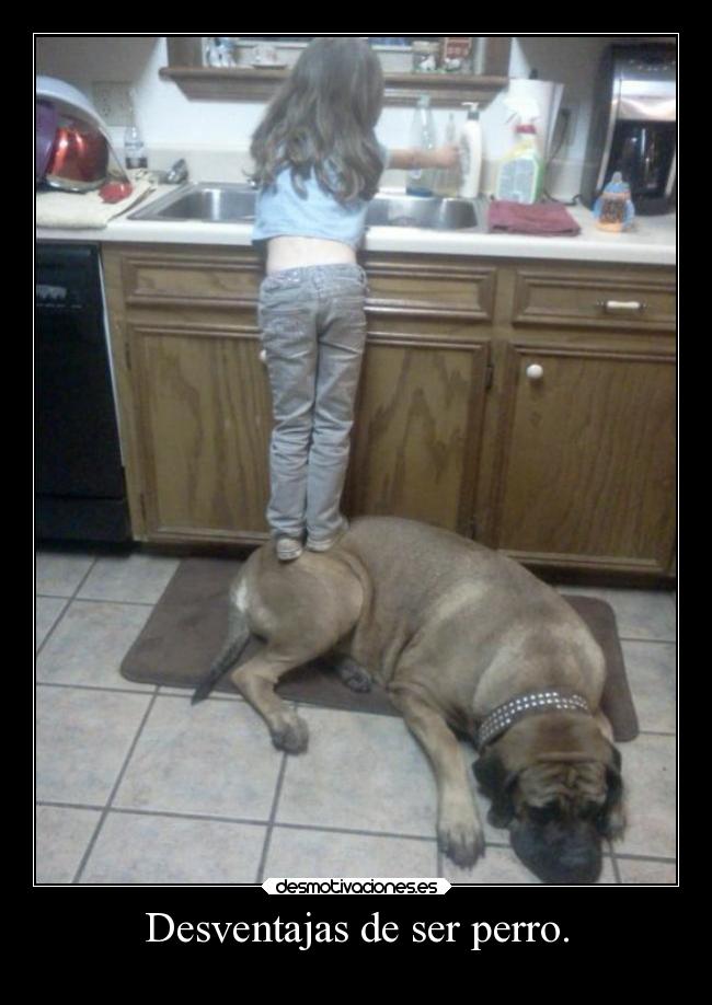 Desventajas de ser perro. - 