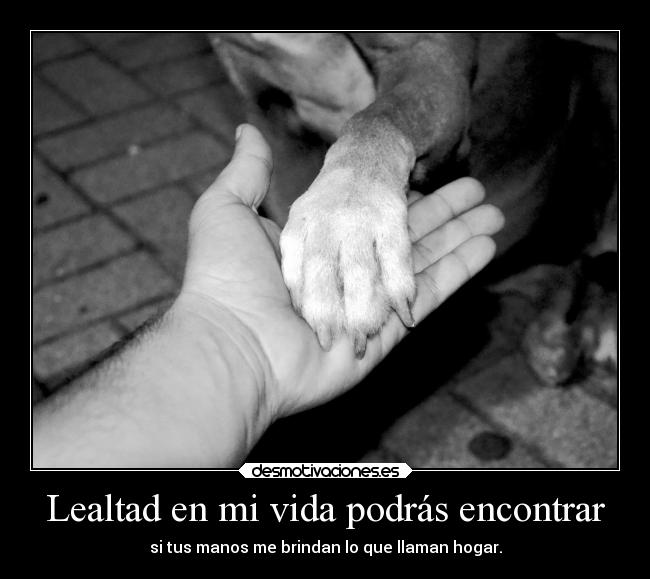 Lealtad en mi vida podrás encontrar - si tus manos me brindan lo que llaman hogar.