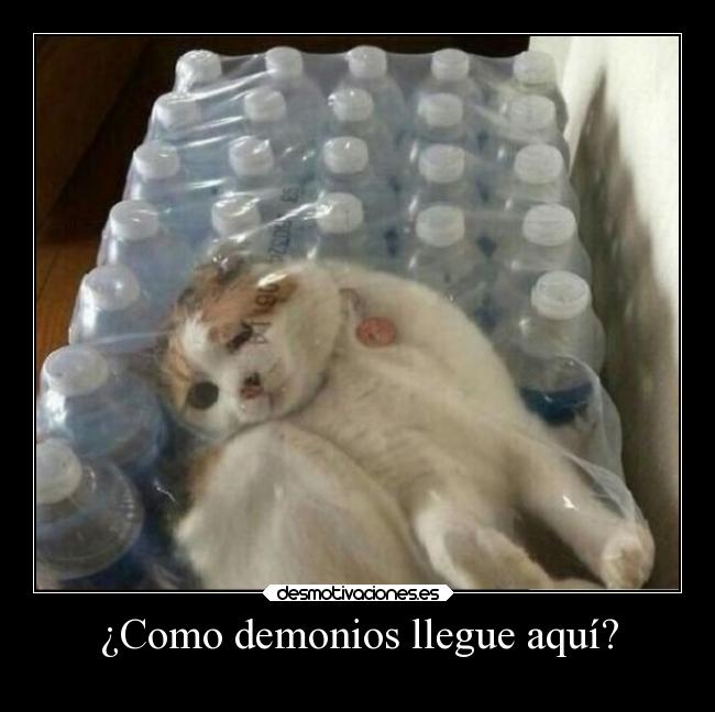 ¿Como demonios llegue aquí? -