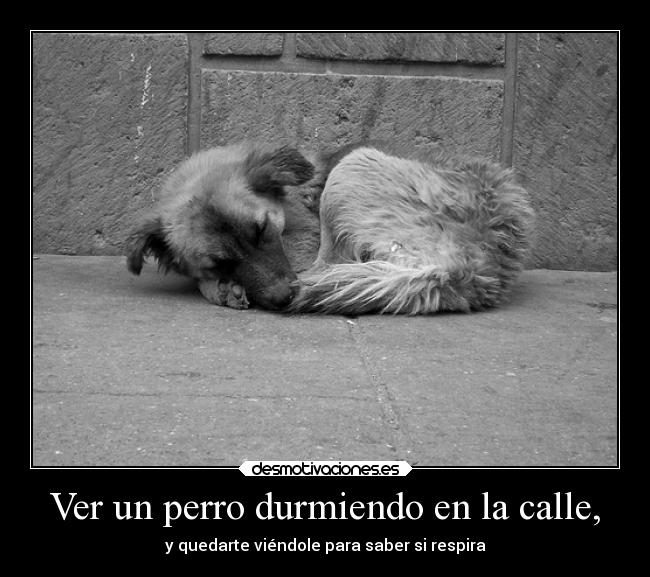 carteles vida sociedad ayuda amor dormir llorar dolor animales soledad perros calle abandono respirar morir desmotivaciones
