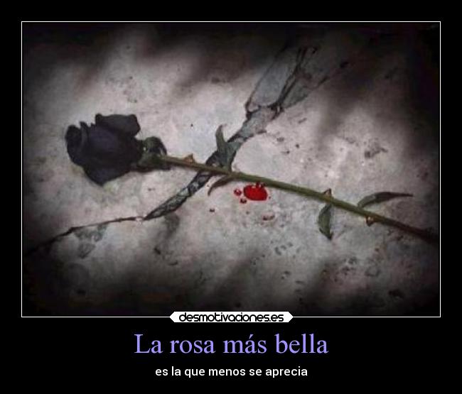 La rosa más bella -