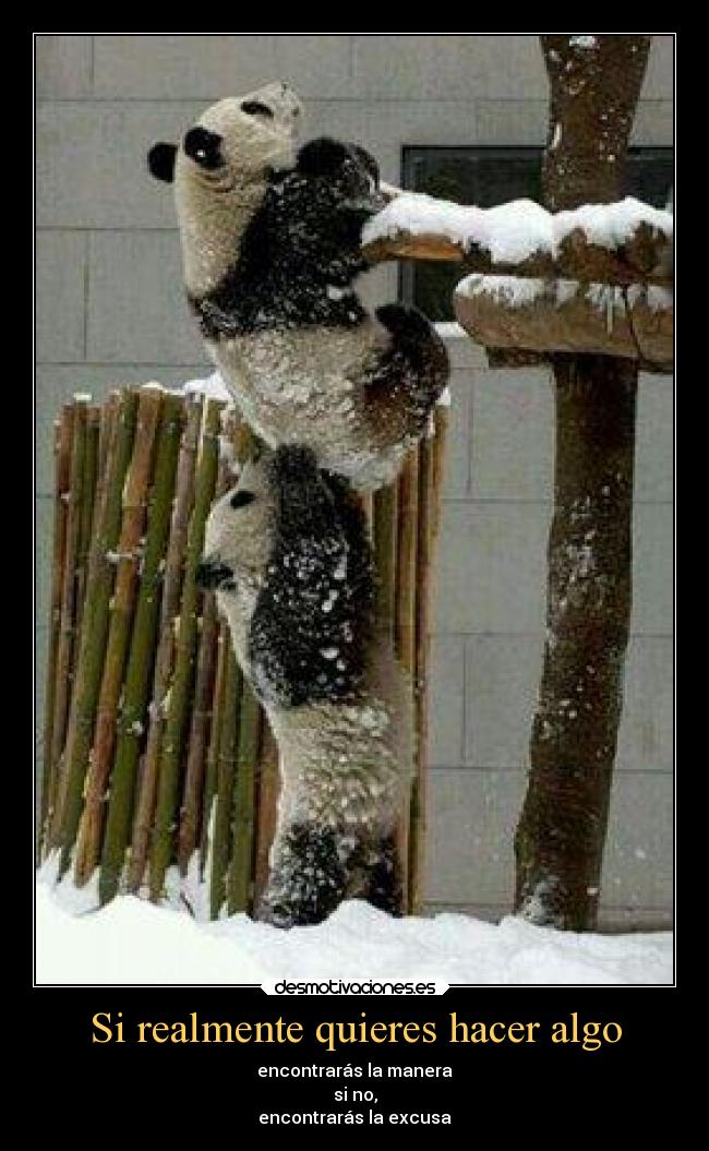 carteles amigos confianza panda desmotivaciones