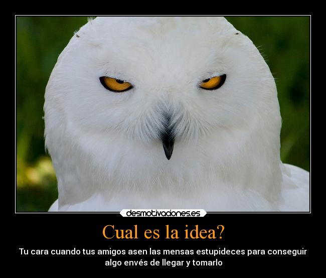 Cual es la idea? - Tu cara cuando tus amigos asen las mensas estupideces para conseguir
algo envés de llegar y tomarlo