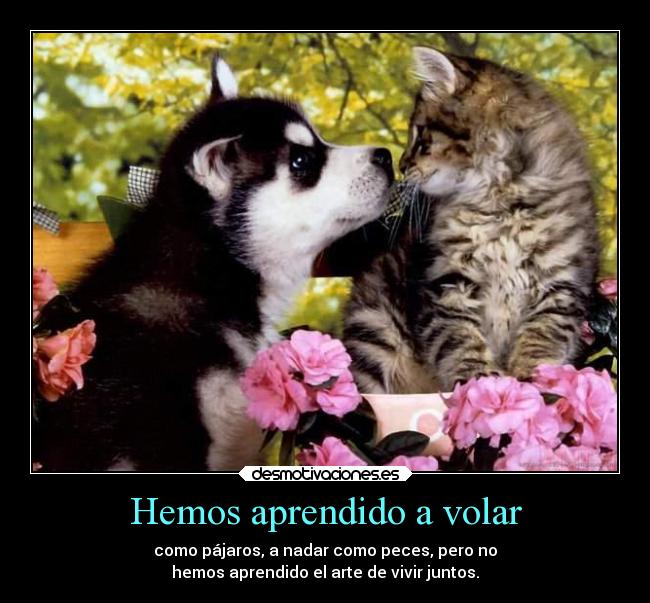 carteles amistad animales amigos amor desmotivaciones