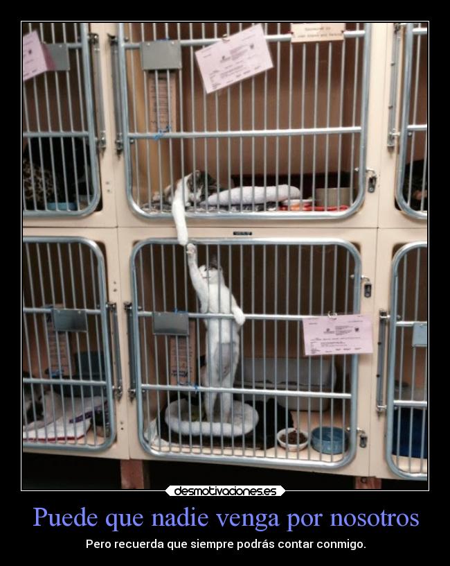 Puede que nadie venga por nosotros -