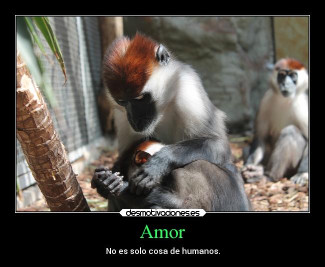 carteles amor animales amor afecto desmotivaciones