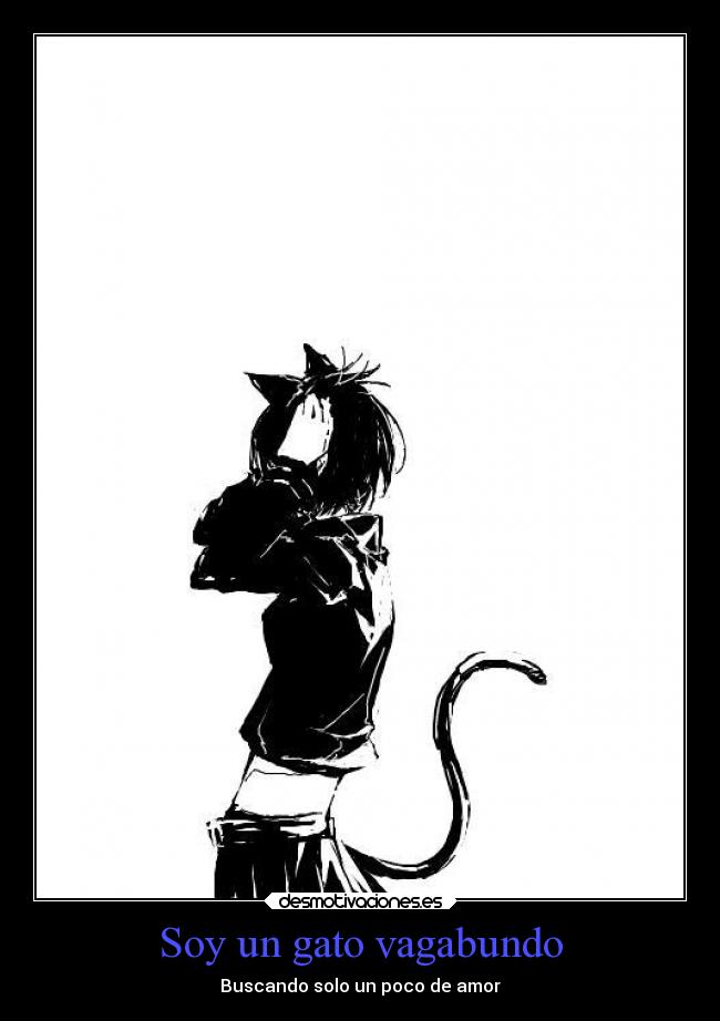 Soy un gato vagabundo - Buscando solo un poco de amor