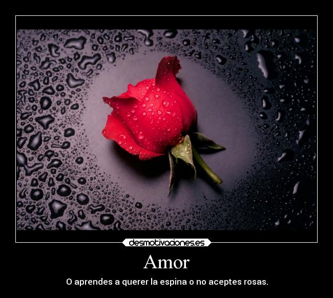 Amor - 