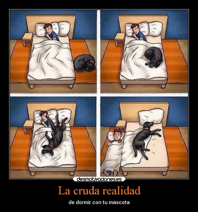 La cruda realidad - de dormir con tu mascota