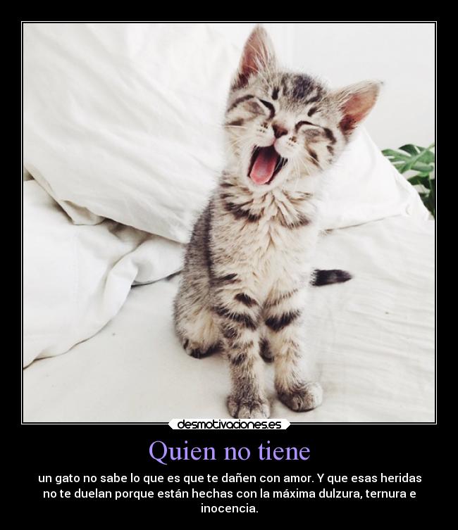 Quien no tiene - un gato no sabe lo que es que te dañen con amor. Y que esas heridas
no te duelan porque están hechas con la máxima dulzura, ternura e
inocencia.