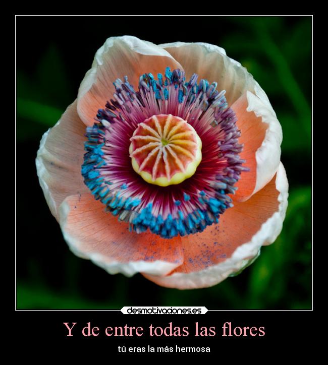 Y de entre todas las flores -