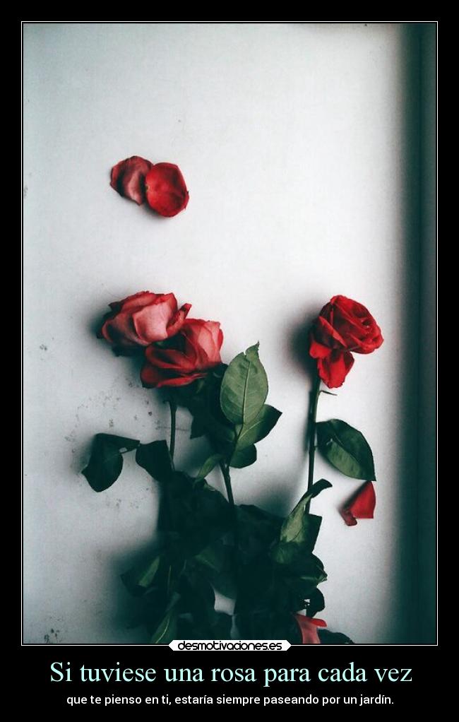 Si tuviese una rosa para cada vez - 