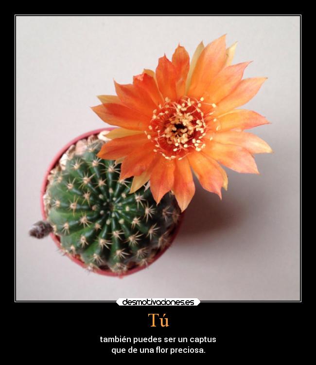 Tú - también puedes ser un captus
que de una flor preciosa.