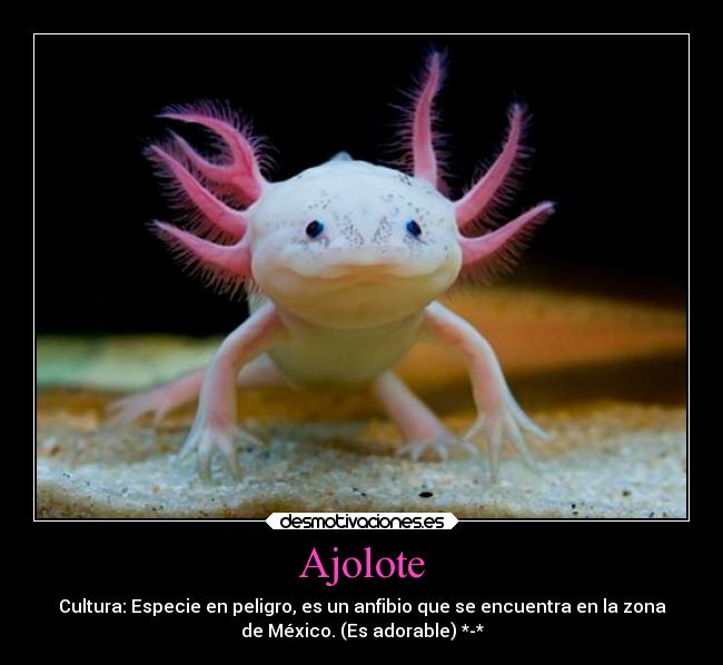 Ajolote - Cultura: Especie en peligro, es un anfibio que se encuentra en la zona
de México. (Es adorable) *-*