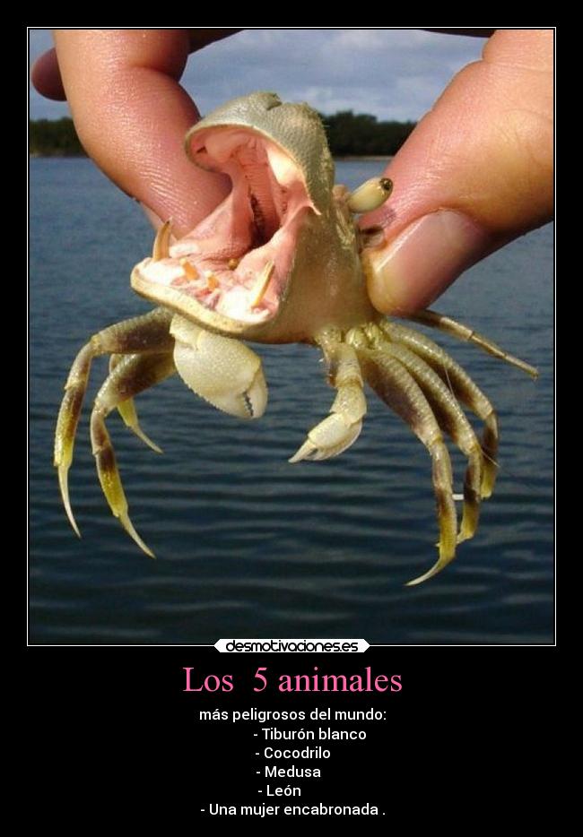 Los 5 animales - más peligrosos del mundo:
- Tiburón blanco
- Cocodrilo
- Medusa
- León
- Una mujer encabronada .