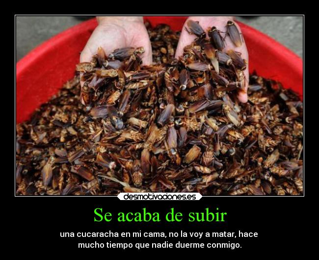 Se acaba de subir - una cucaracha en mi cama, no la voy a matar, hace
mucho tiempo que nadie duerme conmigo.
