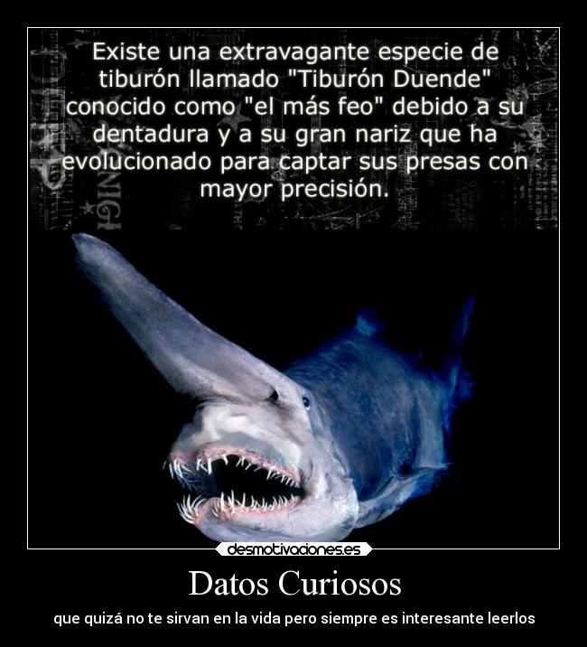 Datos Curiosos - 