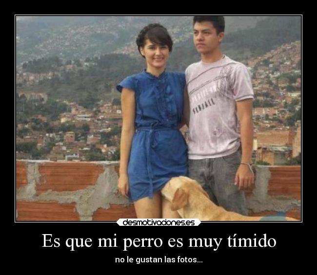 carteles animales desmotivaciones