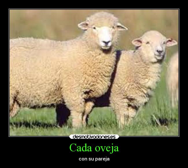 Cada oveja -