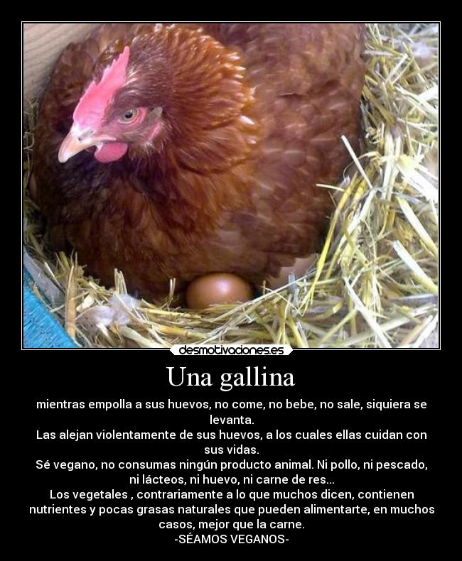 Una gallina - mientras empolla a sus huevos, no come, no bebe, no sale, siquiera se
levanta.
Las alejan violentamente de sus huevos, a los cuales ellas cuidan con
sus vidas.
Sé vegano, no consumas ningún producto animal. Ni pollo, ni pescado,
ni lácteos, ni huevo, ni carne de res...
Los vegetales , contrariamente a lo que muchos dicen, contienen
nutrientes y pocas grasas naturales que pueden alimentarte, en muchos
casos, mejor que la carne.
-SÉAMOS VEGANOS-