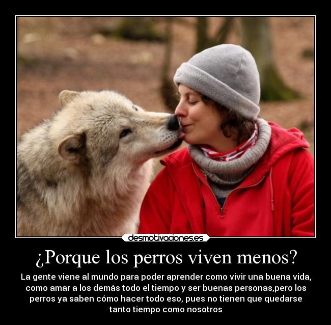 carteles animales desmotivaciones