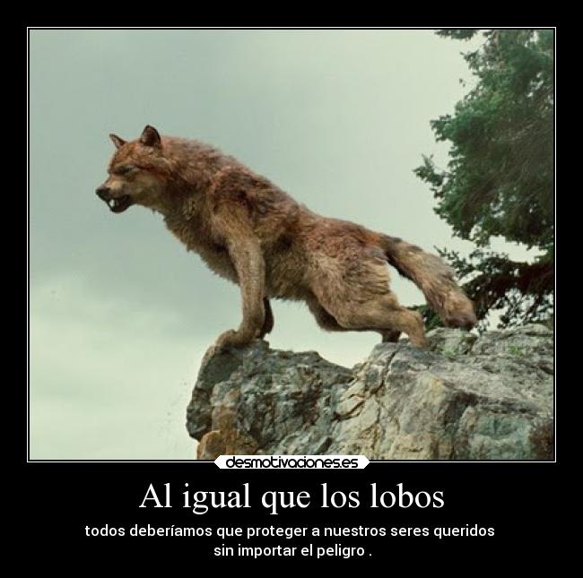 carteles animales familia vida luchar dingoo lobos desmotivaciones