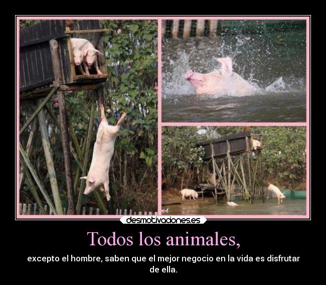 Todos los animales, -