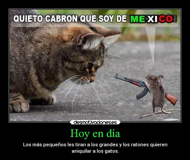 carteles animales gatos graciosas chiste tontohumor humornegro desmotivaciones