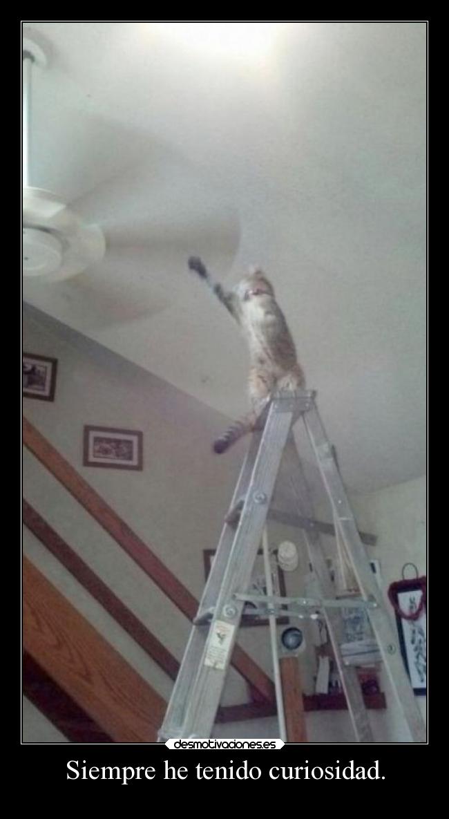 Siempre he tenido curiosidad. -