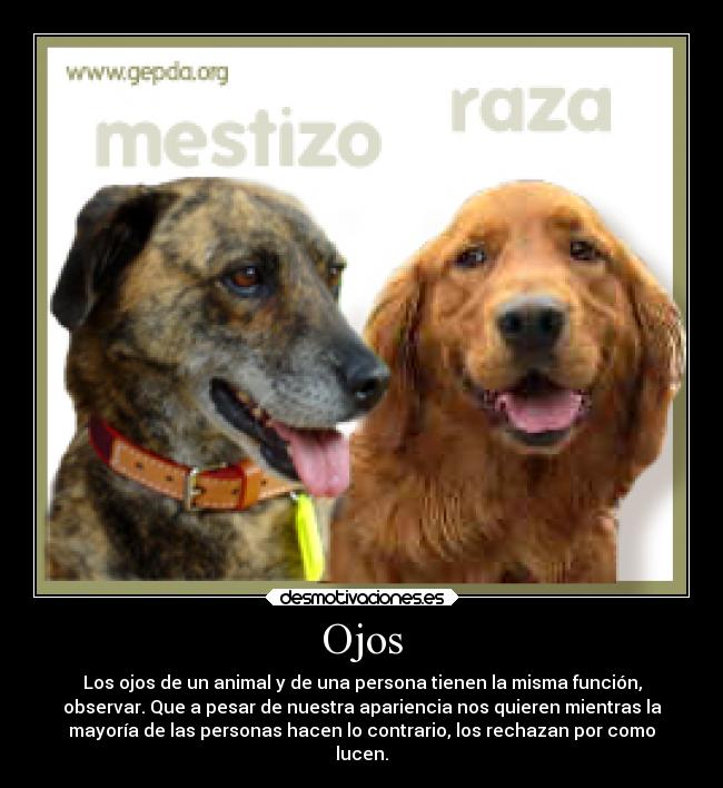 Ojos - Los ojos de un animal y de una persona tienen la misma función,
observar. Que a pesar de nuestra apariencia nos quieren mientras la
mayoría de las personas hacen lo contrario, los rechazan por como
lucen.