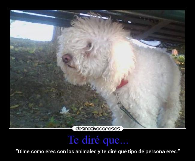 Te diré que... - Dime como eres con los animales y te diré qué tipo de persona eres.