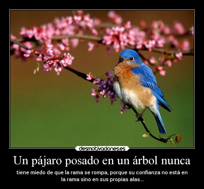 Un pájaro posado en un árbol nunca - 