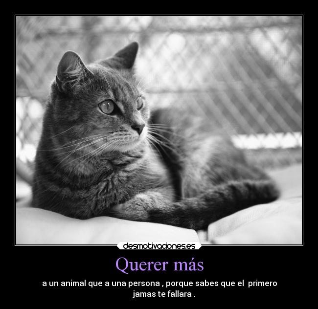 Querer más - 
