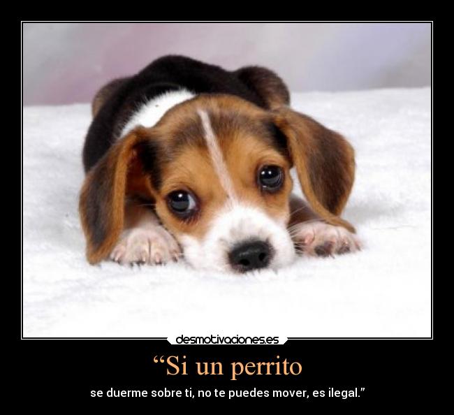 carteles dormir animales perritos perros perritoslosmejoresamigosdelhombre beluu42 desmotivaciones
